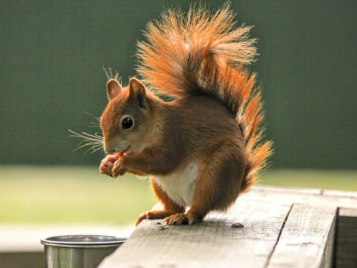 A Red Squirrel 